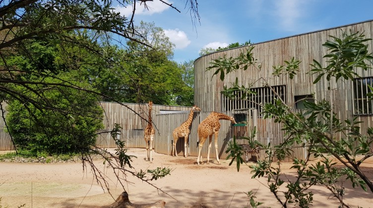 Zoo Dresden - Giraffengehege