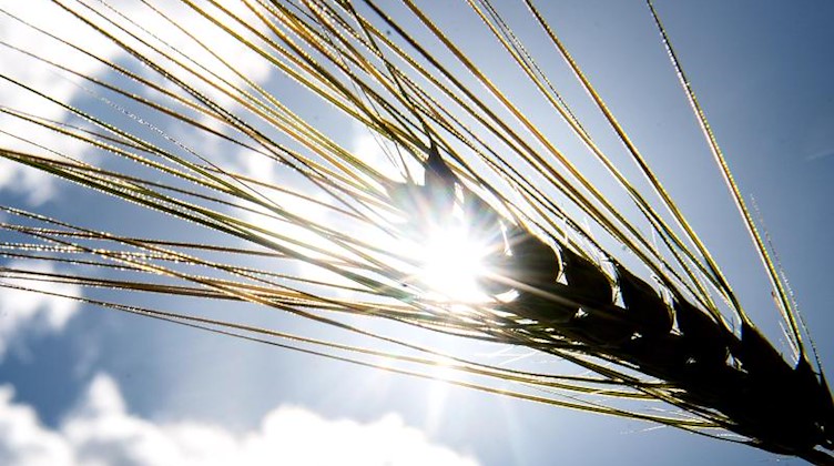 Die Silhouette einer Gerstenähre zeichnet sich vor der Sonne ab. Foto: Sina Schuldt/dpa/Archivbild