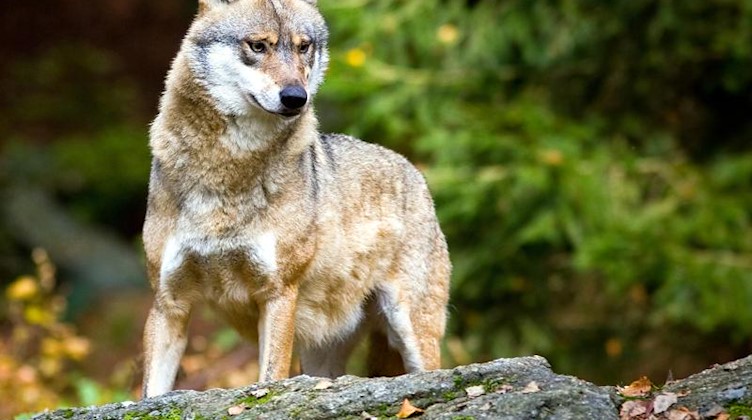 Ein Wolf steht in einem Wald. Foto: Patrick Pleul/ZB/dpa/Symbolbild