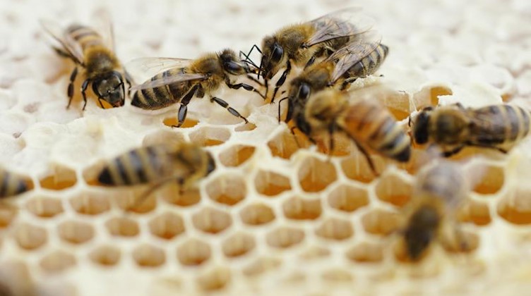 Bienen eines Bienenstocks. Foto: Uwe Anspach/dpa/Symbolbild