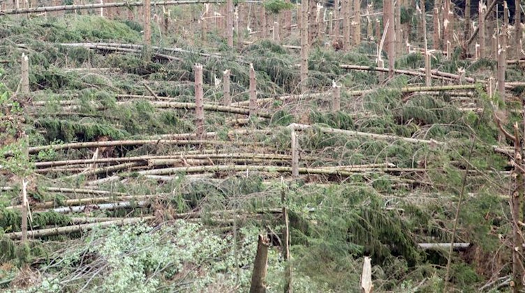 Umgeknickte Bäume liegen in einem Waldstück. Foto: Bernd März/ZB/dpa/Archivbild