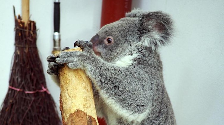 Das drei Jahre alte Koala-Weibchen Mandie auf der Waage. Foto: ---/Zoo Leipzig/dpa