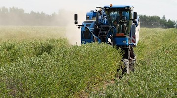 Eine Traubenerntemaschine fährt über ein Feld mit Arionabeeren. Foto: Sebastian Kahnert/dpa-Zentralbild/dpa