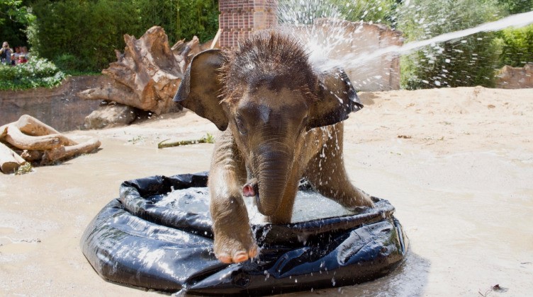 Sommerliche Abkühlung für Elefantenkalb Kiran © Zoo Leipzig