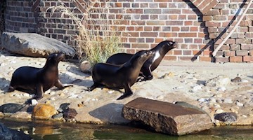 Seelöwen auf Erkundungstour Hilla - Sissi & Alice © Zoo Leipzig