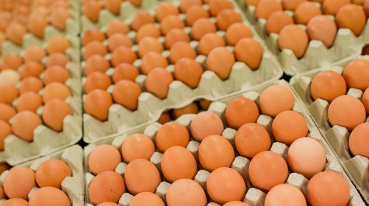 Eier werden in einem Betrieb abgepackt. Foto: picture alliance / Julian Stratenschulte/dpa/Illustration