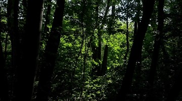 Ein dichter Wald. Foto: Hendrik Schmidt/dpa-Zentralbild/ZB/Symbolbild