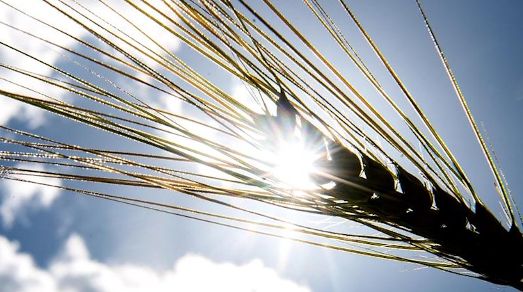 Die Silhouette einer Gerstenähre zeichnet sich vor der Sonne ab. Foto: Sina Schuldt/dpa