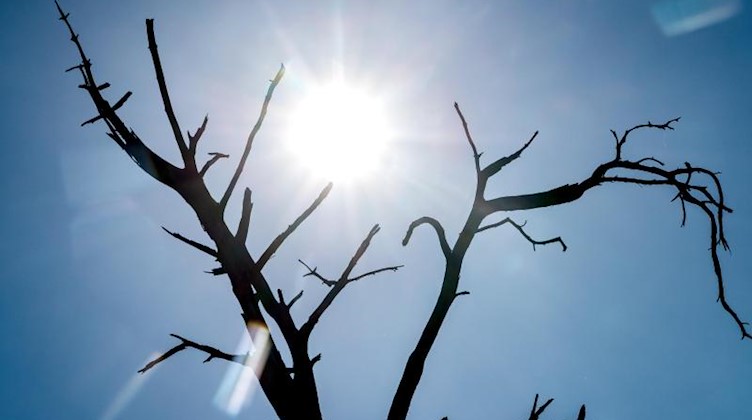 Die Silhouette eines toten Baumes zeichnet sich vor der Sonne ab. Foto: Sina Schuldt/dpa/symbol