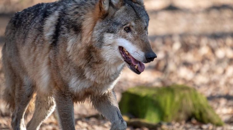 Der Wolf ist in Sachsen vor allem im Landkreis Nordsachsen sowie im Bereich um die Dresdner Heide unterwegs. Foto: Monika Skolimowska/ZB/dpa/Archivbild