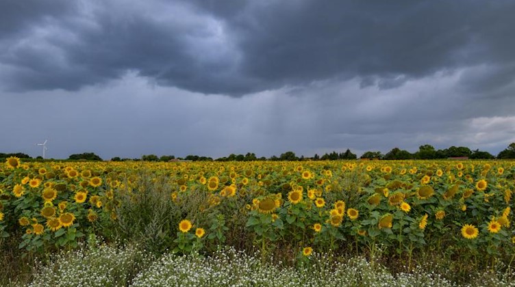 Dunkle Regenwolken ziehen über ein Feld mit teilweise schon verblühten Sonnenblumen. Foto: Patrick Pleul/dpa-Zentralbild/dpa/Archivbild