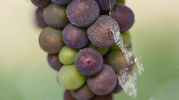 Wassertropfen fallen vor Weintrauben zu Boden. Foto: Uwe Anspach/dpa/Archivbild
