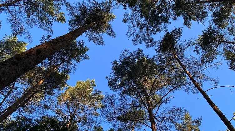 Blauer Himmel ist zwischen Bäumen zu sehen. Foto: Paul Zinken/dpa-Zentralbild/dpa/Archivbild