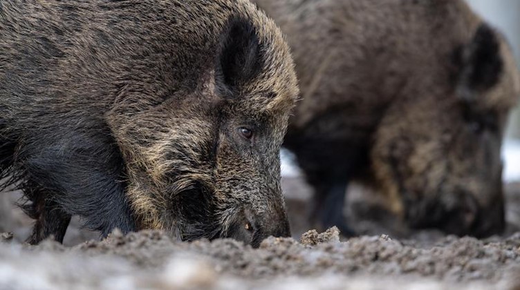 Zwei Wildschweine wühlen bei der Futtersuche mit der Schnauze im Erdboden. Foto: Lino Mirgeler/dpa/Archiv/Symbolbild
