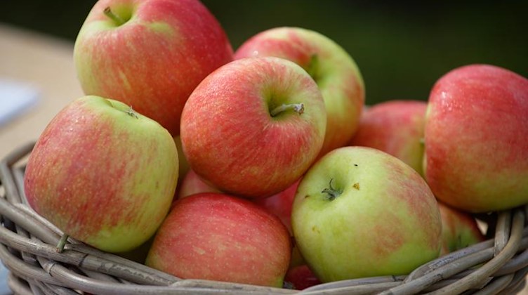 Äpfel der Sorte "Delcorf" liegen auf einem Obsthof in einem Korb. Foto: Henning Kaiser/dpa/Symbolbild