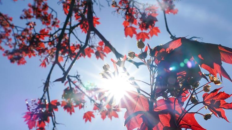 Die Sonne strahlt durch die roten Blätter eines Rot-Ahorns. Foto: Peter Endig/dpa-Zentralbild/dpa/Archivbild
