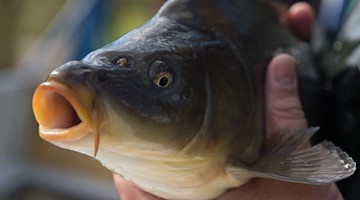 Ein Mann hält anlässlich der Eröffnung der sächsischen Karpfensaison am Schlossteich Königswartha einen Karpfen. Foto: Sebastian Kahnert/dpa/Symbolbild