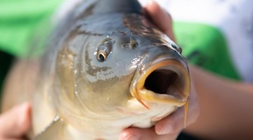 Die sächsische Fischkönigin hält einen Karpfen in den Händen. Foto: Sebastian Kahnert/dpa-Zentralbild/dpa