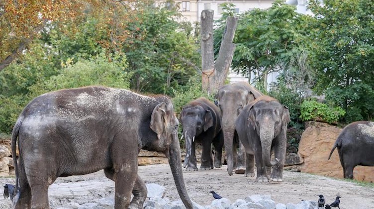 Die fünf asiatischen Elefanten aus dem Beliner Tierpark erkunden ihr neues Leipziger Gehege. Foto: Jan Woitas/dpa-Zentralbild/dpa