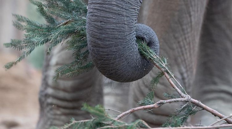 Ein Elefant frisst in seinem Gehege im Dresdener Zoo die Äste einer Fichte. Foto: Sebastian Kahnert/dpa-Zentralbild/dpa/Archivbild