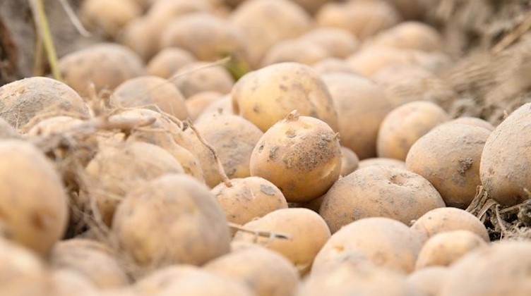 Kartoffeln liegen, während der Kartoffelernte, auf einem Feld. Foto: Soeren Stache/dpa-Zentralbild/ZB/Archivbild