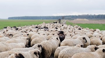Ein Schäfer treibt seine Schafe über eine Straße auf eine Weide. Foto: Julian Stratenschulte/dpa/Symbol