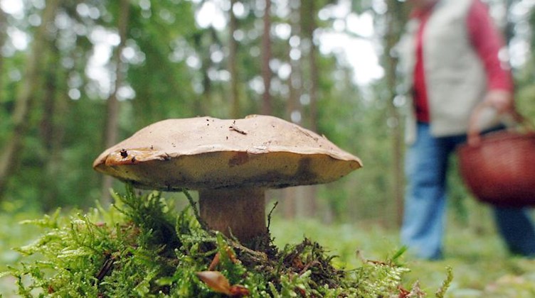 Eine Frau geht an einem Maronenröhrling-Pilz vorbei. Foto: picture alliance / dpa/Archivbild