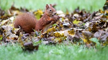 Ein Eichhörnchen hält eine Walnuss. Foto: Thomas Warnack/dpa/Symbolbild