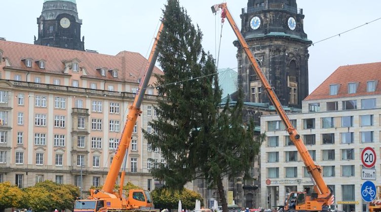 Eine Fichte wird mit Kränen auf dem Altmarkt aufgestellt. Foto: Sebastian Willnow/dpa-Zentralbild/dpa