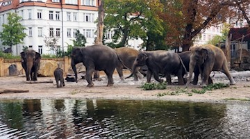 Leipziger und Berliner Elefanten zusammen auf der Aussenanlage © Zoo Leipzig