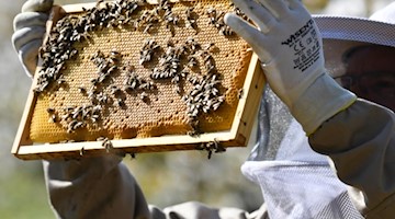 Ein Imker kontrolliert seine Bienenwaben. Foto: Patrick Seeger/dpa/Archivbild