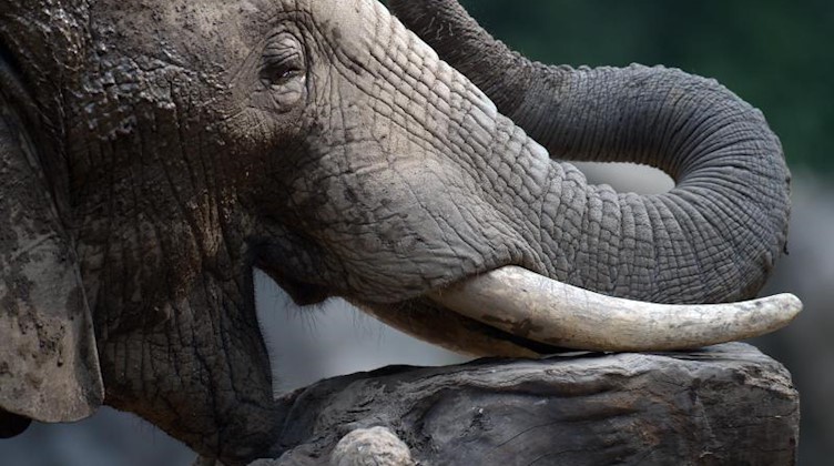 Ein Elefantenbulle spielt mit einem Baumstumpf. Foto: picture alliance / Federico Gambarini/dpa/Symbolbild