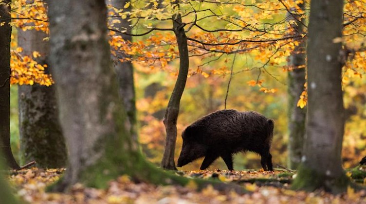 Ein Wildschwein läuft durch den Wald. Foto: Lino Mirgeler/dpa/Symbolbild