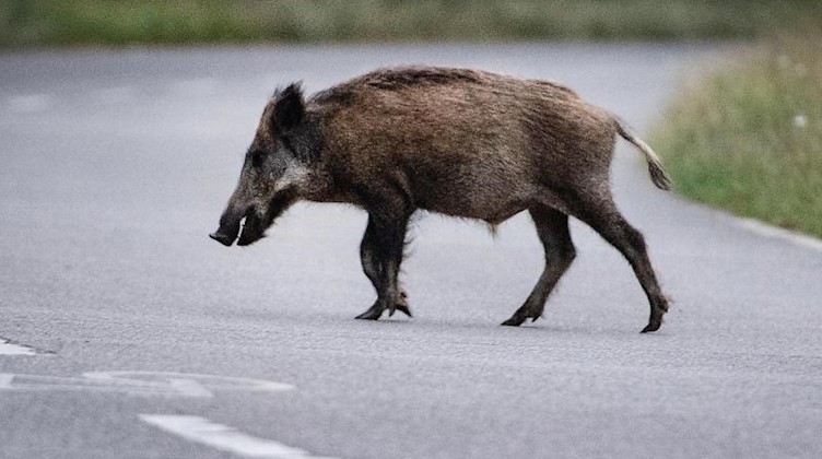Ein Wildschwein läuft über eine Straße. Foto: Paul Zinken/dpa/Symbolbild