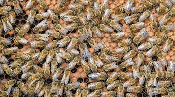 Unzählige Bienen auf einer Brutwabe. Foto: Patrick Pleul/dpa-Zentralbild/ZB/Symbolbild