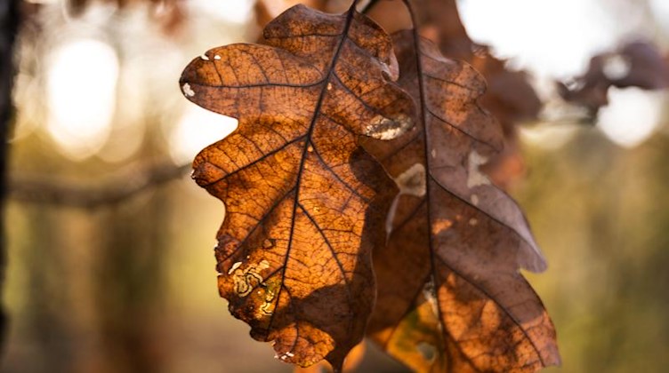 Die herbstlich verfärbten Blätter einer Eiche leuchten im Sonnenlicht. Foto: Bernd Thissen/dpa/Symbolbild