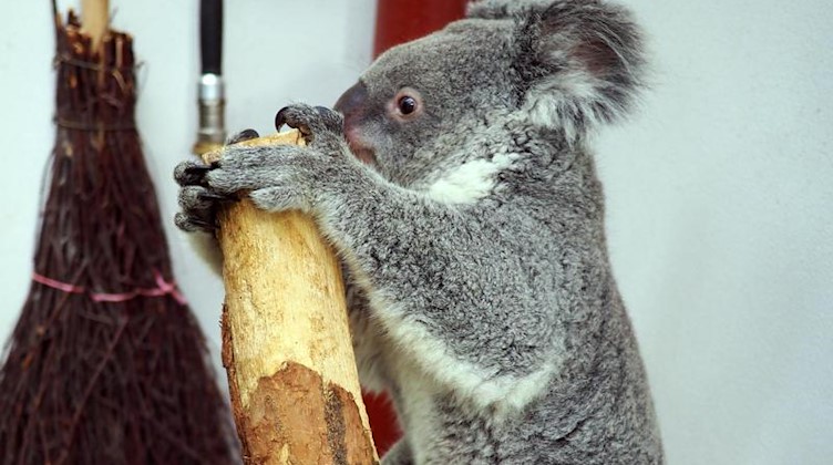 Das drei Jahre alte Koala-Weibchen Mandie auf der Waage. Foto: ---/Zoo Leipzig/dpa/Archivbild