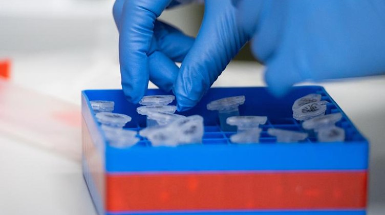 Eine Laborantin führt Untersuchungen zum Coronavirus durch. Foto: Christophe Gateau/dpa/Symbolbild