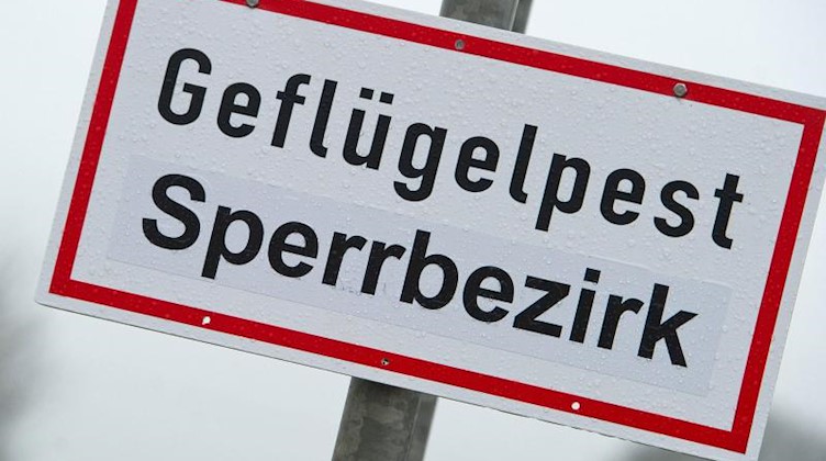 Ein Schild mit der Aufschrift «Geflügelpest Sperrbezirk» steht an einer Straße. Foto: Stefan Sauer/dpa-Zentralbild/dpa/Symbolbild