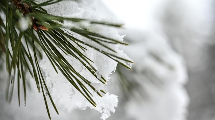Eine dünne Schneedecke liegt auf Kiefernadeln. Foto: Felix Kästle/dpa/Archivbild
