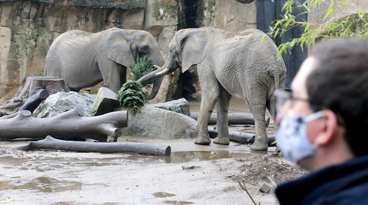 Afrikanischen Elefanten werden im Zoo betrachtet. Foto: Roland Weihrauch/dpa