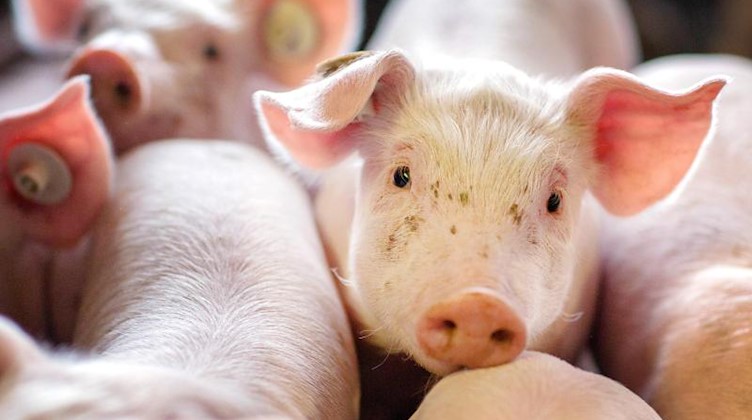Ferkel stehen in einem Stall in einer Schweinezuchtanlage. Foto: Jens Büttner/zb/dpa/Symbolbild