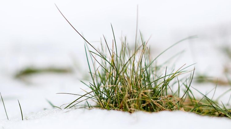 Ein Grasbüschel schaut unter schmelzendem Schnee in einem Garten in Leipzig heraus. Foto: Jan Woitas/dpa-Zentralbild/ZB