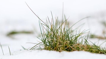 Ein Grasbüschel schaut unter schmelzendem Schnee in einem Garten in Leipzig heraus. Foto: Jan Woitas/dpa-Zentralbild/ZB