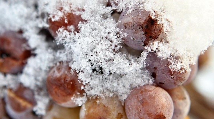 Schneebedeckte Trauben hängen in einem Weinberg. Foto: Jan Woitas/dpa-Zentralbild/dpa/Symbolbild