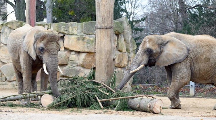 Elefanten stehen im Zoo in ihrem Gehege und fressen die Reste eines Weihnachtsbaums. Foto: Sebastian Kahnert/dpa-Zentralbild/dpa