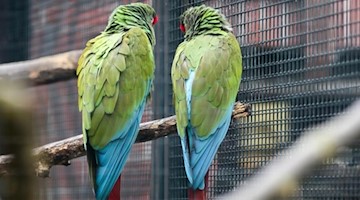 Zwei Große Soldatenaras sitzen in ihrem Gehege auf einem Ast. Foto: Jan Woitas/dpa-Zentralbild/dpa/Archivbild