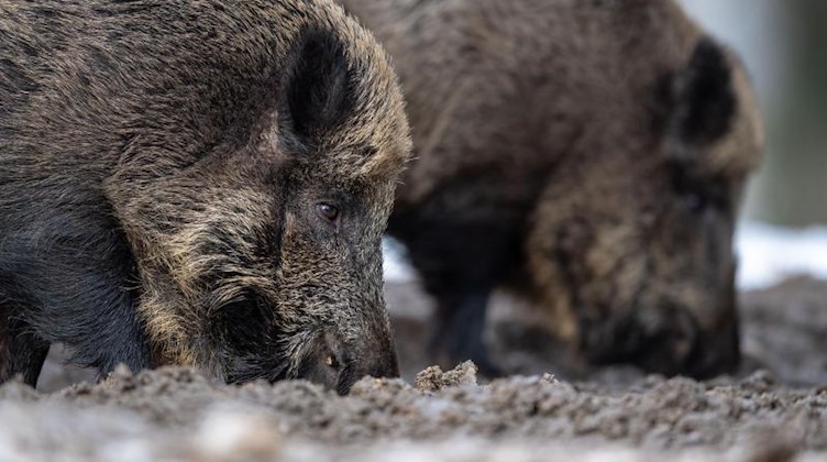 Zwei Wildschweine. Foto: Lino Mirgeler/dpa/Symbolbild
