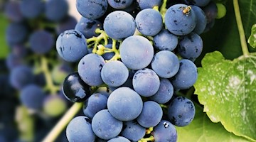 Symbolbild Wein / pixabay pixel2013