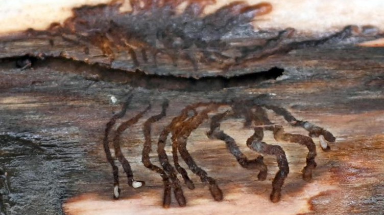 Borkenkäferlarven haben ein Muster in die Rinde eines Baumes gefressen. Foto: Patrick Seeger/dpa/Archivbild